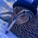 quail.games