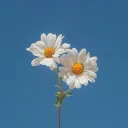 sachi_rele