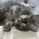 standoffkitty75