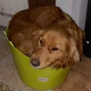 ratatouille17.