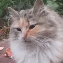 Аватар cheeeel0333_03590