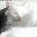 dav_the_cat