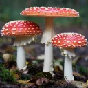 mushroomonke_51986