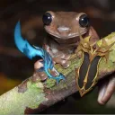 sophroniy