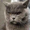 florentin2456 avatar