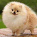 Аватар foltikfal_41132