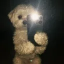 penguin_vrchat avatar