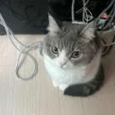 ace_thecreator1 avatar