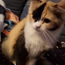 avatar alleinstehend.