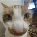 zetfox_goat