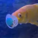 yaboifish.