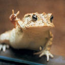 FrogTime