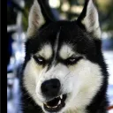huskyaim