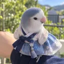 belopiado