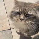 tijger___