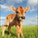 avatar ░⡷⠂GЯIM⠐⢾░