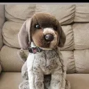 plushie_lover.