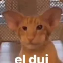 imskanims