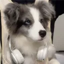 freshkiwifromnz