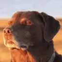 orocc