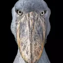 1st.stork
