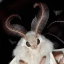 mothfngs