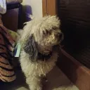 Аватар tobbi2.0_93962