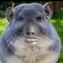 mrdam_psov132 avatar