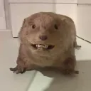 stupidtwat