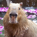 capivara014