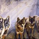 xxwolf25xx