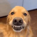 dogggy_67