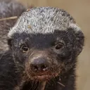 a discord avatar