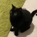 im_fishten