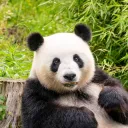 mr_panda_12