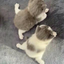 avatar cutegermanboy669514