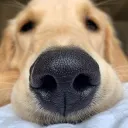 miso_the_dog_22979 avatar