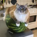 Аватар iljak19