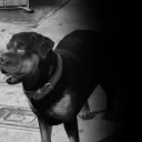 fernando07901 avatar