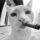 _karatel_one