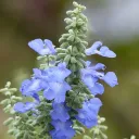 sylvieaz