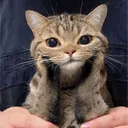 prettimami