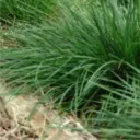 grassygrassgrass avatar