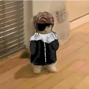 toastcat2509_40508