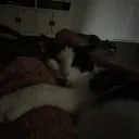 yoshipoopoo