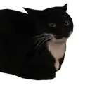 mr_potato19191 avatar