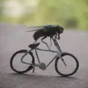 shroudd1