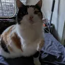 kimchi._474854