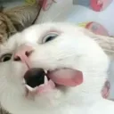 zeevlufzyyy