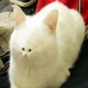 mandelbrot